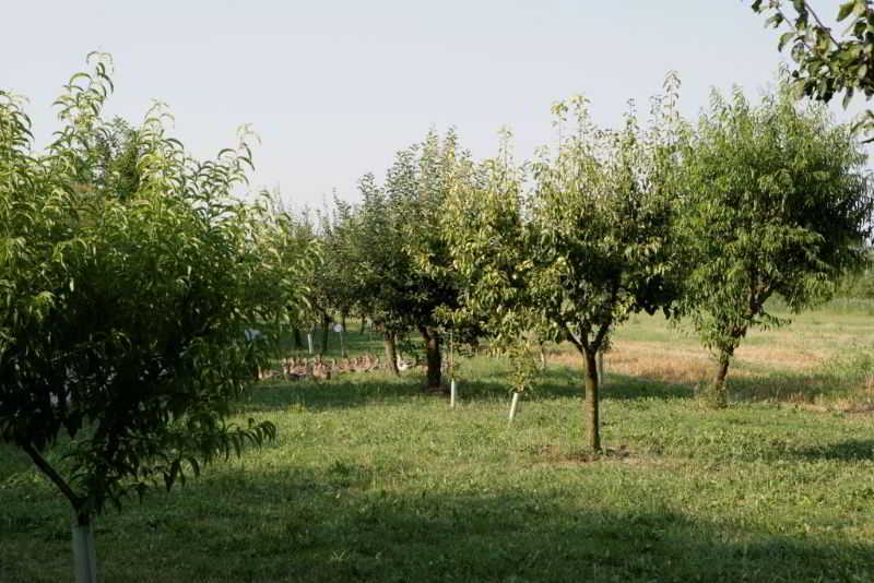 Relais Agrituristico Ormesani Villa San Liberale Екстериор снимка